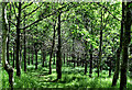 Woodland near Crawfordsburn