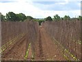 Rows of bean poles