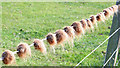 A line of woolly balls