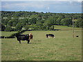 Cows near Frenchurst Farm