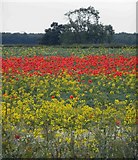 SE4207 : Colourful field by Steve  Fareham