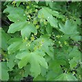 SP2066 : Field Maple (Acer campestre) in flower by Robin Stott