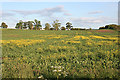 Oilseed Rape