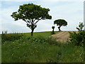 Field and trees north of Grasscroft Wood