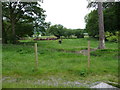 Bison herd on the Rhug Estate