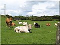 J5446 : Cattle at Carrownacaw by Eric Jones