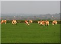 Simmental cattle, Wolverhill Batch