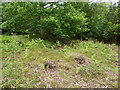 Tumulus, Wykeham Forest