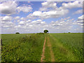 The Top of Cumnor Hill