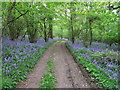 ST6404 : Bridle path in Minterne Seat Coppice, Dorset by Michael W Beales BEM