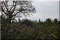 Sheerland Farm Oast beyond the orchard