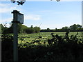 Newly mown field by the footpath