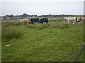 Cows grazing not far from the coastline