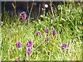 Orchids in the meadow at Laidhay