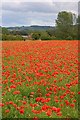 Poppies in a Field South of Sherburn