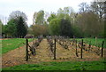 Orchard by the Greensand Way