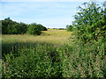 Fields seen from Hook Green Lane