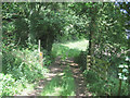 Gateway into Llan woods