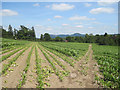 Sweetcorn crop from path over field