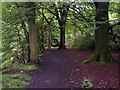 The path through Well Wood on White Hill