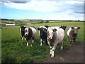 Cattle at Pollangreen Farm