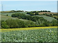 Valley view east of Carterhall Farm