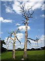 SJ5071 : Two dead trees near Manley by Jeff Buck
