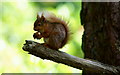 SZ0287 : Red Squirrel on Brownsea Island by Peter Trimming
