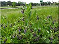 Comfrey by the A456 at Blackstone