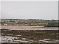 Across the mouth of the Tweed