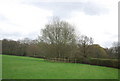 Small clump of trees near Nowhurst Farm