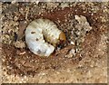 Lesser Stag Beetle larva