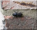 Lesser Stag Beetle adult