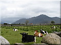 Cattle on the Leitrim Road with Binnian in the background