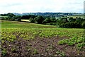 Maize Field