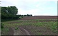 Maize Field