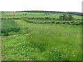 Wheat field, Greenlaw