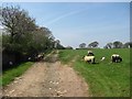 Sheep, Canterbury House