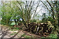 TQ7934 : Log pile by the High Weald Landscape Trail by N Chadwick