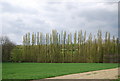 TQ7934 : Poplar trees, Little Coursehorne by N Chadwick