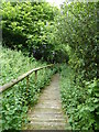 Boardwalk section of footpath