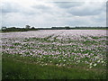 Opium poppies near Bigby