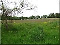 Wildflowers, Alexandra Park