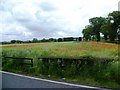 Field of Poppies at Oxheys Farm