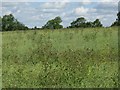 Oilseed rape at Renhold