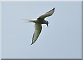 HY2817 : Arctic Tern by Adam Ward