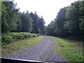 Footpath into Arley Wood