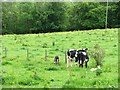 Cows and calves by Brackenhill