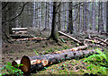 J4477 : Cut trees, Cairn Wood, Craigantlet by Albert Bridge