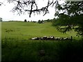 Looking from the woods towards Fenderbridge